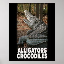ALLIGATORS / CROCODILES POSTER