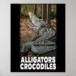 Crocodile Alligator Posters | Zazzle
