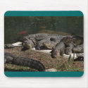 Alligators mousepads