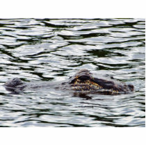 Alligators photo sculptures