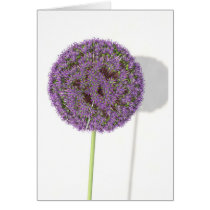 Allium Card by SeanDay Allium Card