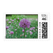 Allium & Chives at Graeme Park postage