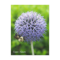Allium flower and bee postcard