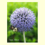 Allium flower and bee postcard postcards