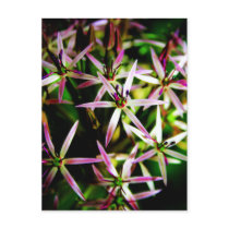 Allium Flower art postcard postcards