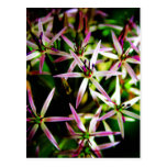 Allium Flower art postcard