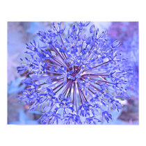 Allium Flower Blue posters