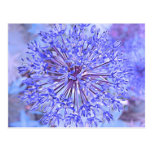 Allium Flower In Blue Post Card