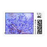 Allium Flower In Blue Postage Stamp