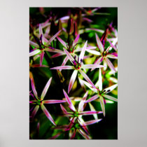 Allium Flower Print posters