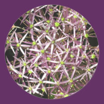 Allium Flower Sticker stickers