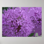 ALLIUM FLOWERS POSTER