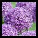 Allium Flowers Poster posters