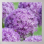Allium Flowers Poster