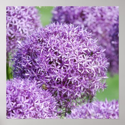 Allium Flowers Poster by PerennialGardens