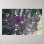 Allium: Garden seedhead poster