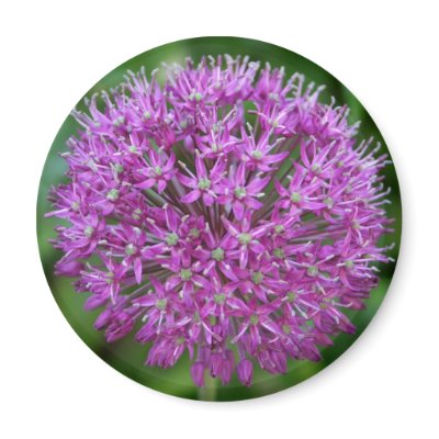 Allium Refrigerator Magnets by Fantasy_Creations