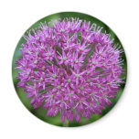 Allium Refrigerator Magnets