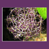 Allium Postcard postcards