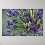 Allium Poster