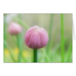 Allium Schoenoprasum - Chive bud Greeting Card