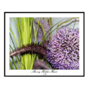 Allium Watercolor - Colossal Size posters