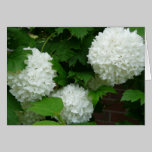 Allium White Round Flowers Card cards