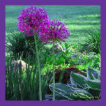 Alliums in the Spring Poster posters