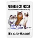 Alll for the Cats Card by PurebredCatRescue Alll for the Cats Card