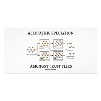 Allopatric Speciation Amongst Fruit Flies photo cards