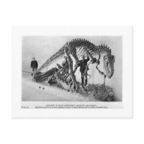Allosaurus skeleton art postcard