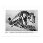 Allosaurus skeleton art postcard