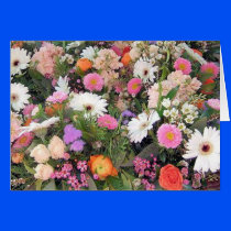 Alma Blooms 1