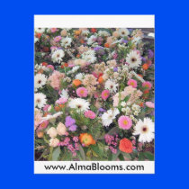 Alma Blooms 1