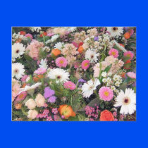 Alma Blooms 1