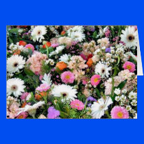 Alma Blooms