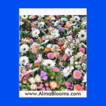 Alma Blooms