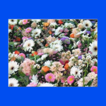 Alma Blooms