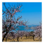 Almond Blossom 3 Poster Almond Blossom 3 Poster