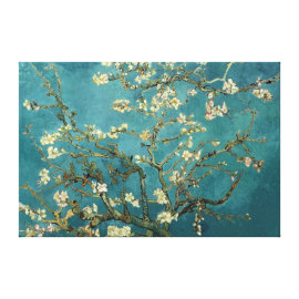 Almond Blossom Canvas Canvas Print