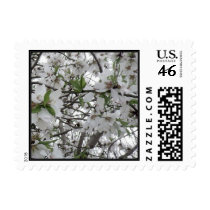 Almond Blossom Postage Stamp