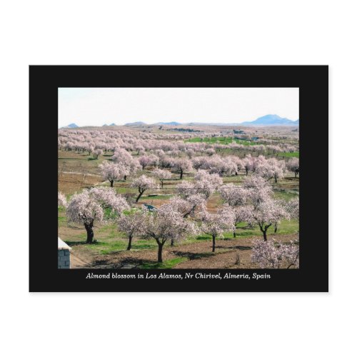 Almond blossom postcard - Chirivel, Spain postcard