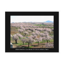 Almond blossom postcard - Chirivel, Spain