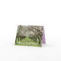 Almond Blossoms Notecard