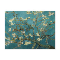Almond Branches in Bloom Post Card