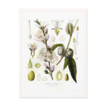 Almond Postcards