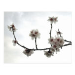 almond tree postcard