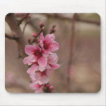 Almond tree - Shkedia Mousepads
