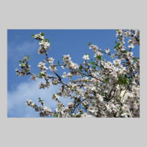 Almond's Blossom posters