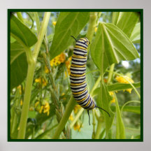 Almost a Monarch Canvas Print